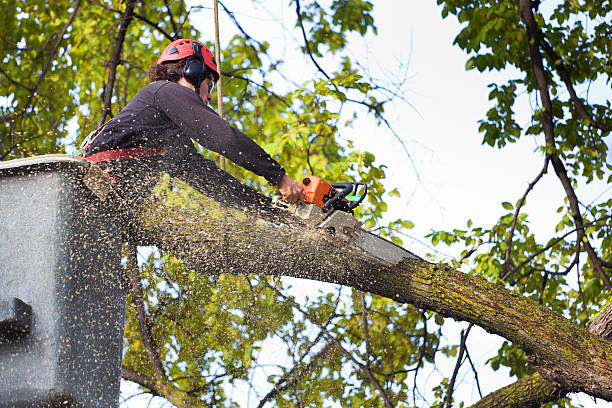 Best Root Management and Removal  in Laymantown, VA